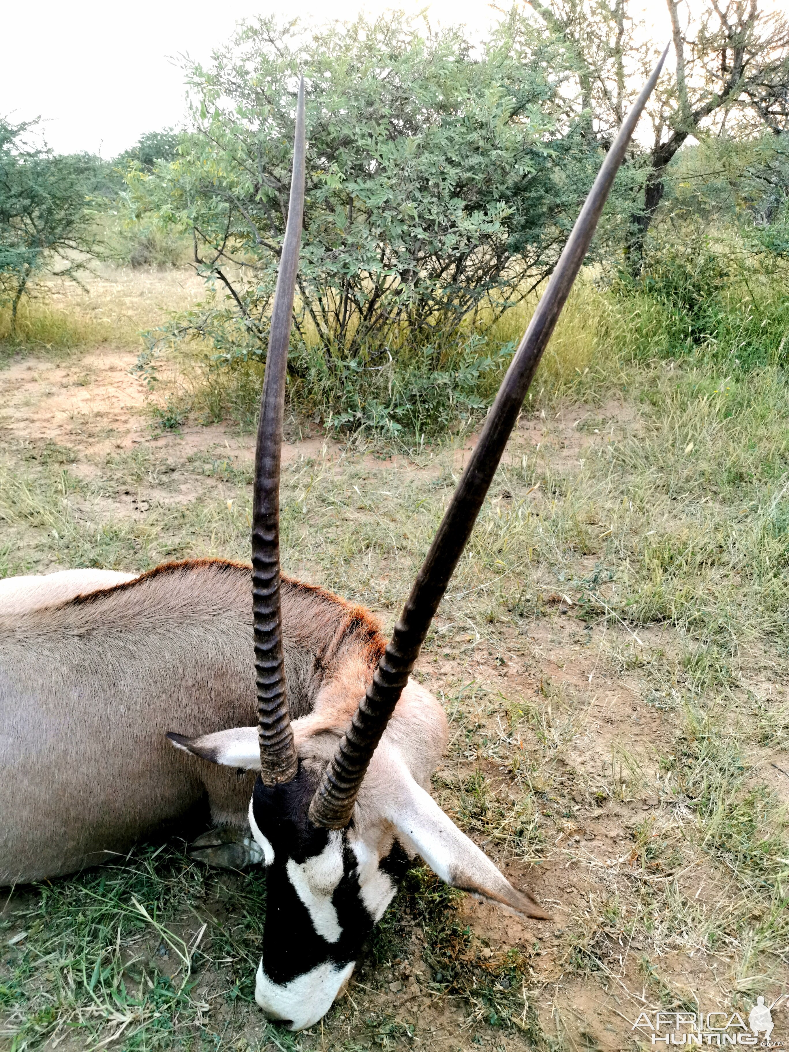 Hunt Gemsbok in South Africa