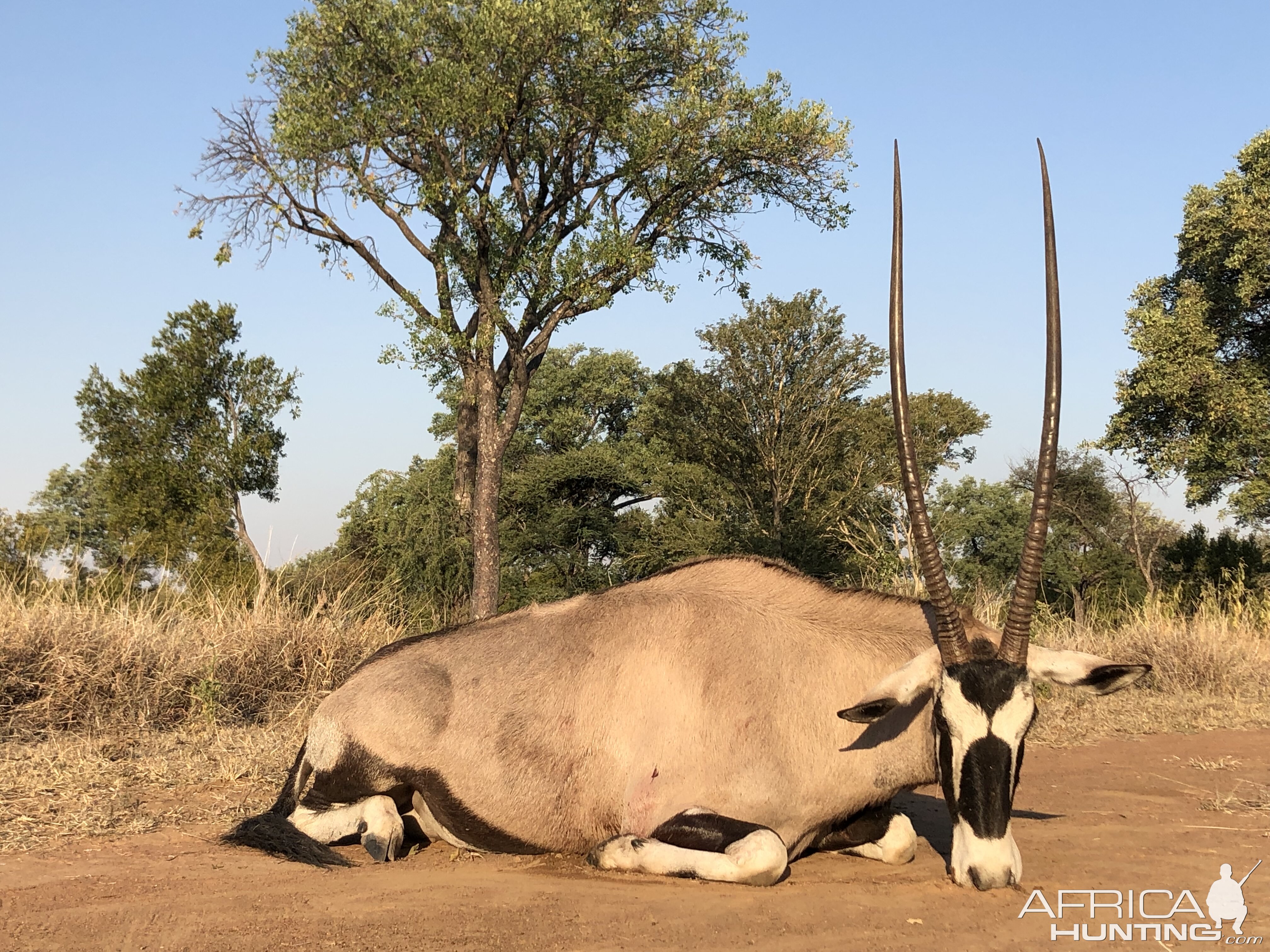 Hunt Gemsbok in South Africa