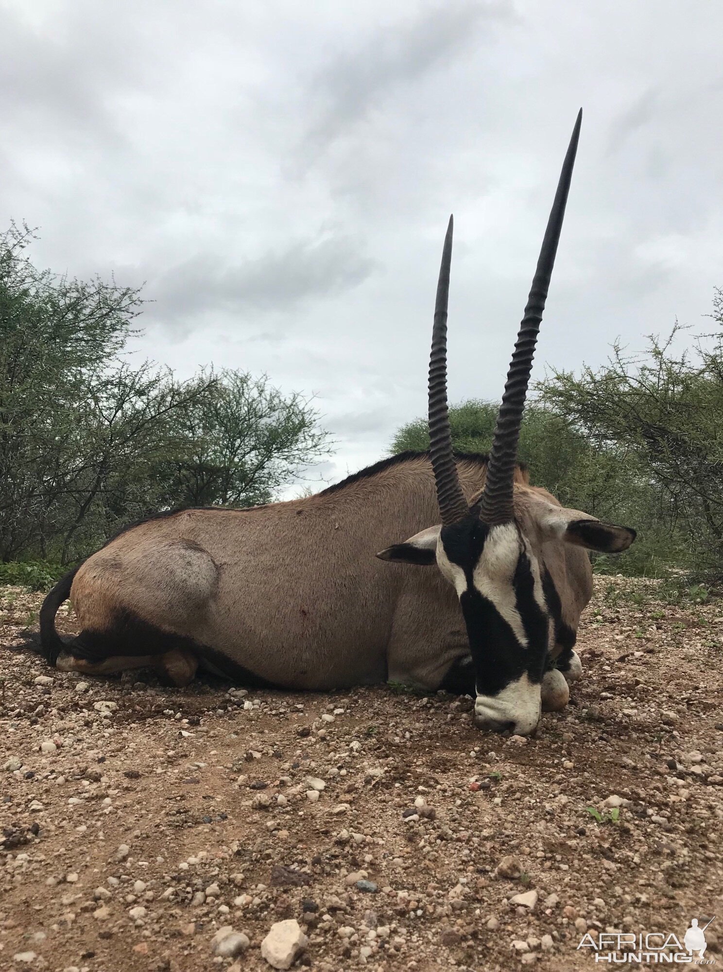 Hunt Gemsbok in South Africa