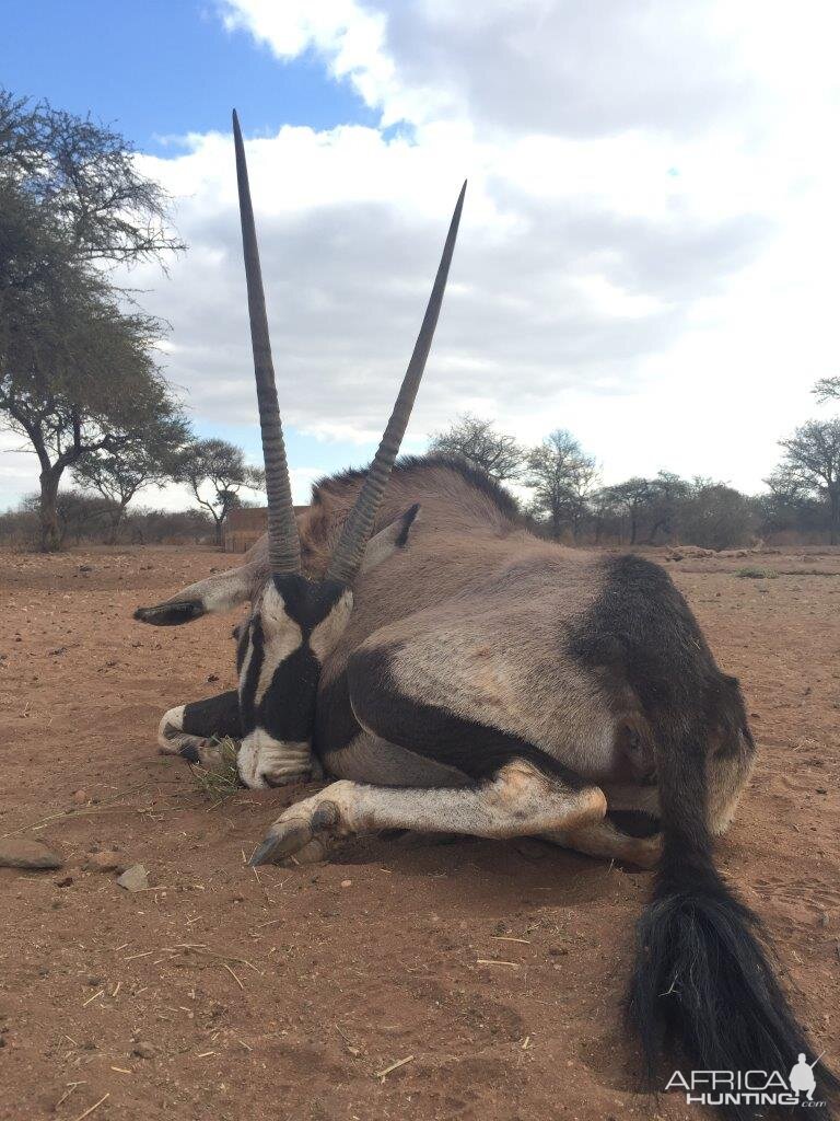 Hunt Gemsbok South Africa