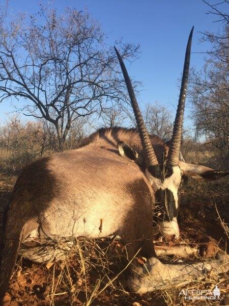 Hunt Gemsbok South Africa