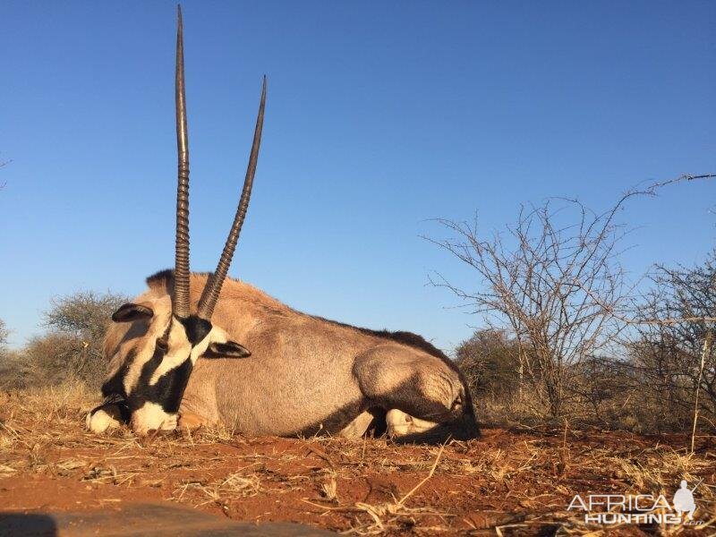 Hunt Gemsbok South Africa