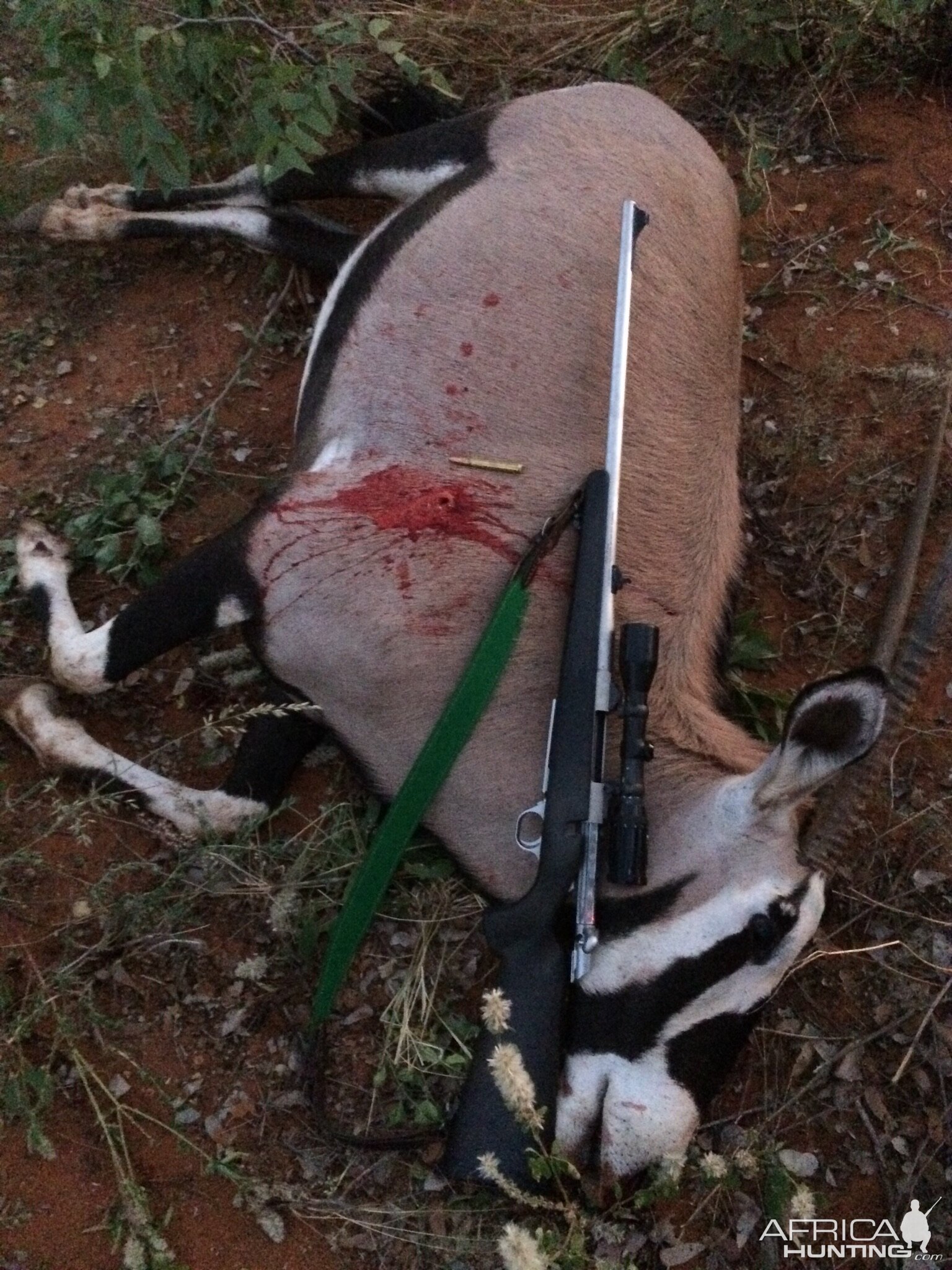 Hunt Gemsbok South Africa