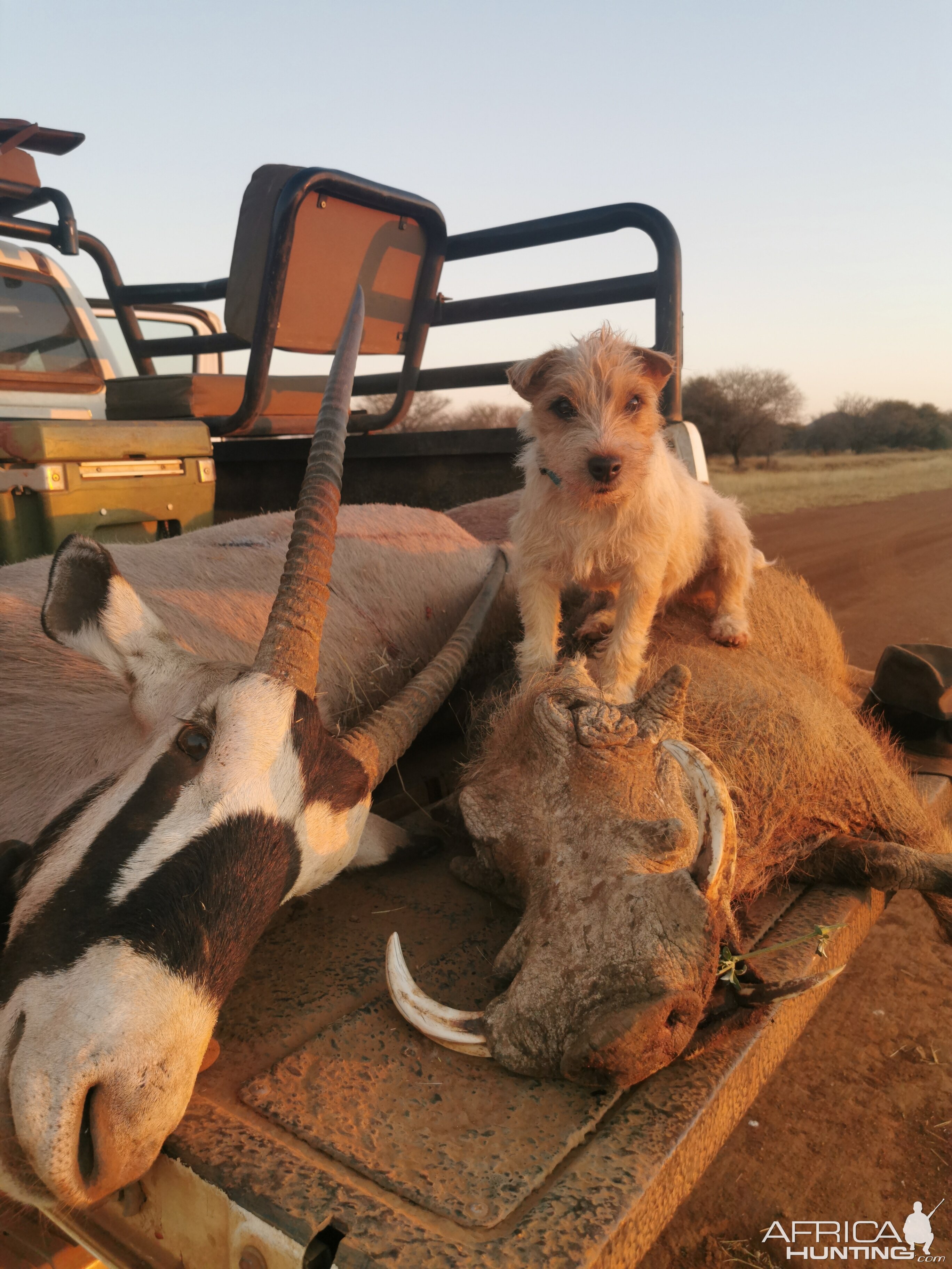 Hunt Gemsbok & Warthog in South Africa