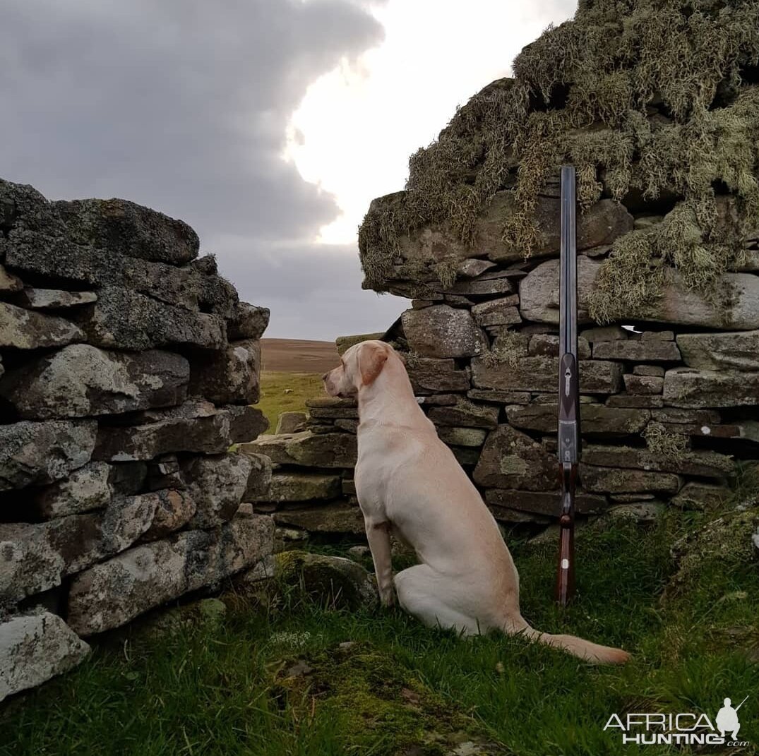 Hunt Goose in Shetland