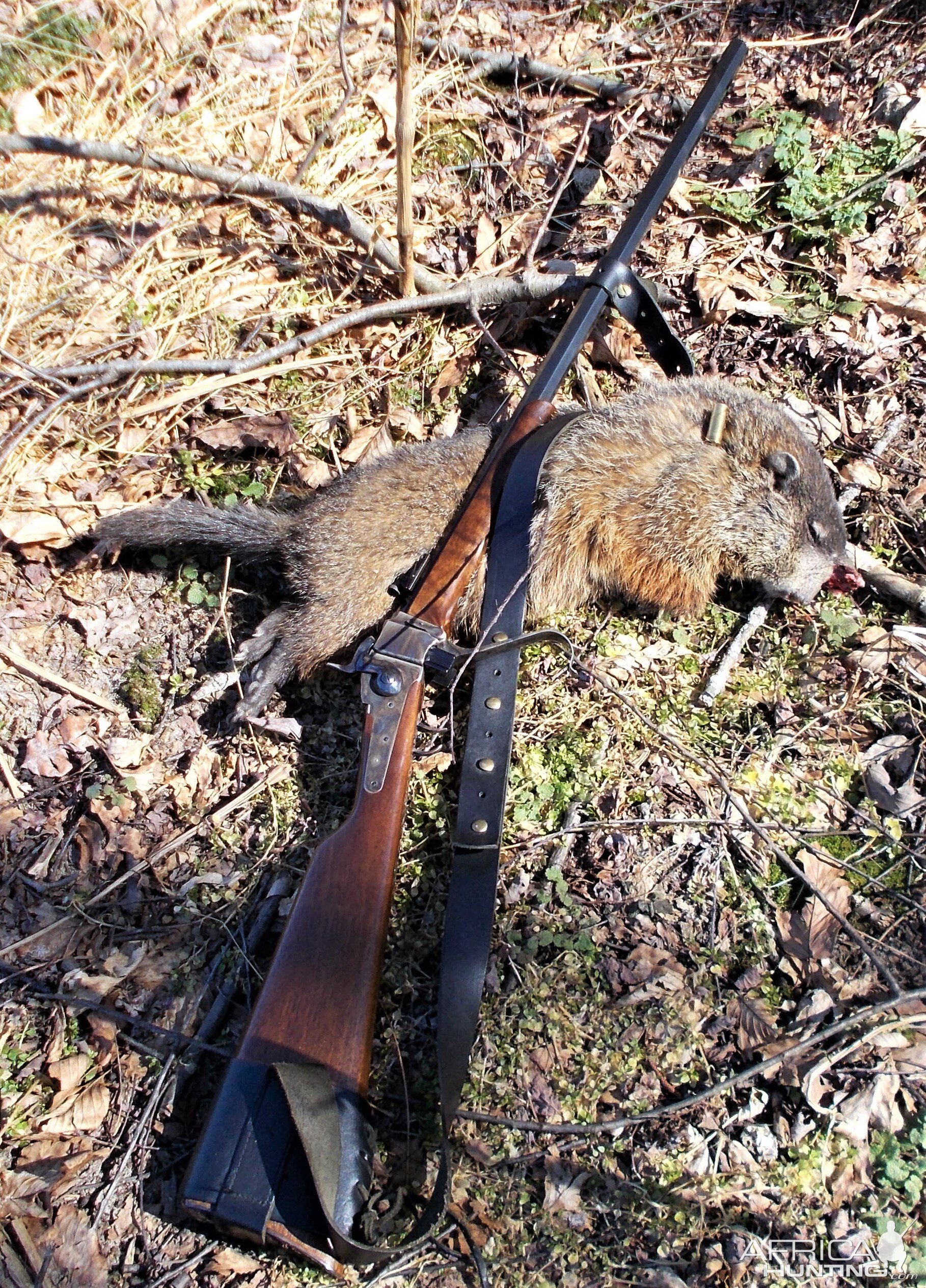 Hunt Groundhog in USA