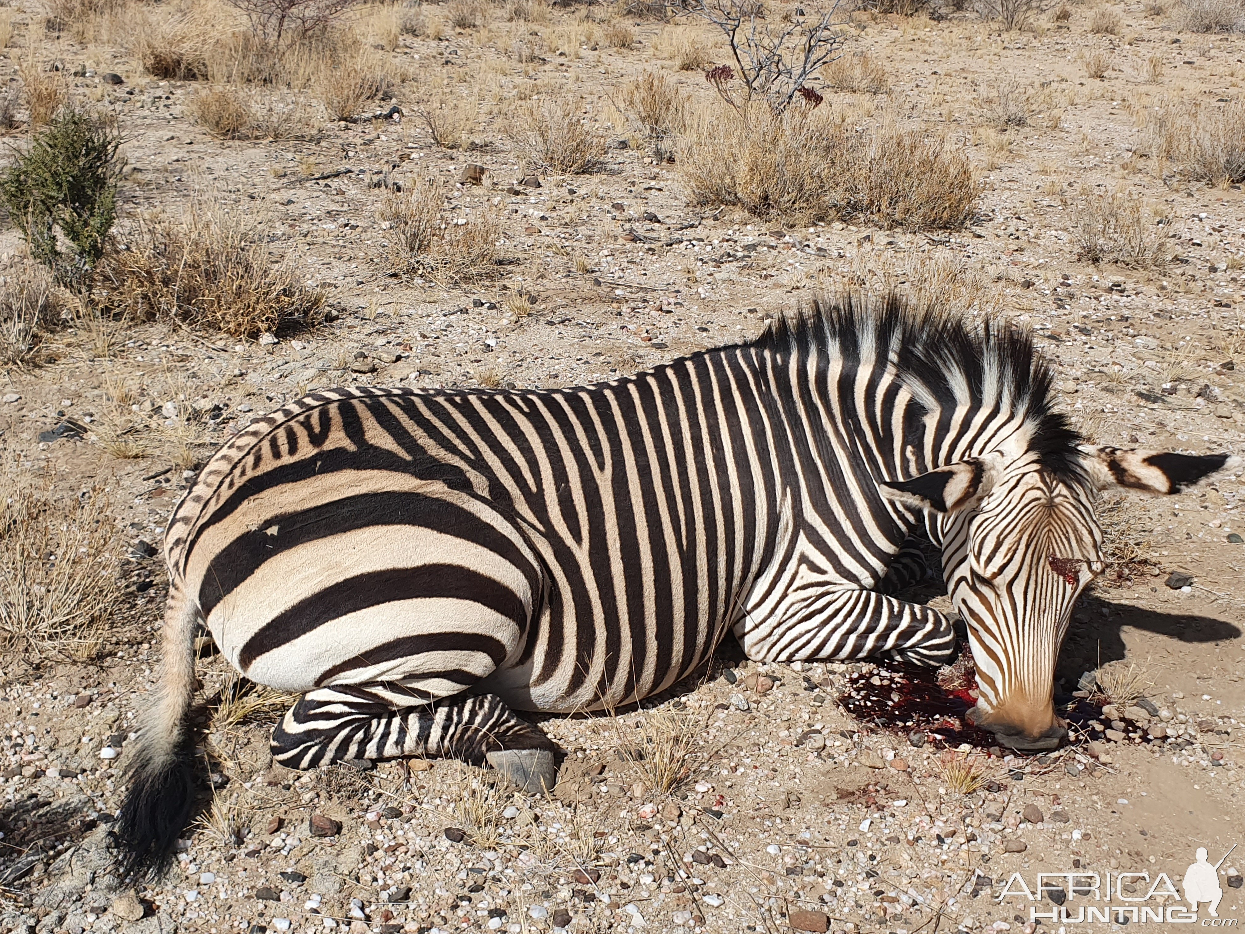 Hunt Hartmann's Mountain Zebra in Namibia