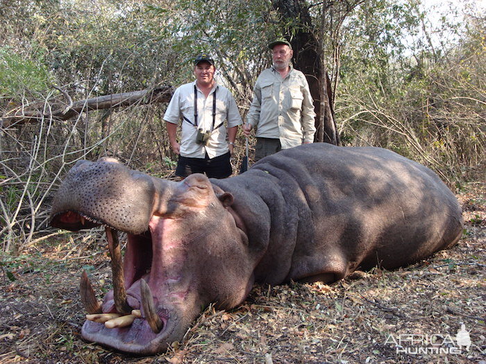 Hunt Hippo Zimbabwe