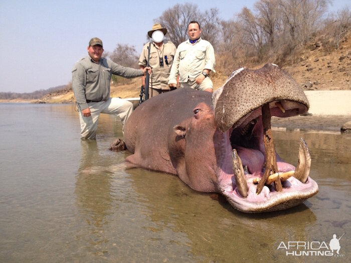 Hunt Hippo Zimbabwe