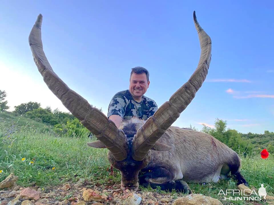 Hunt Ibex in Spain