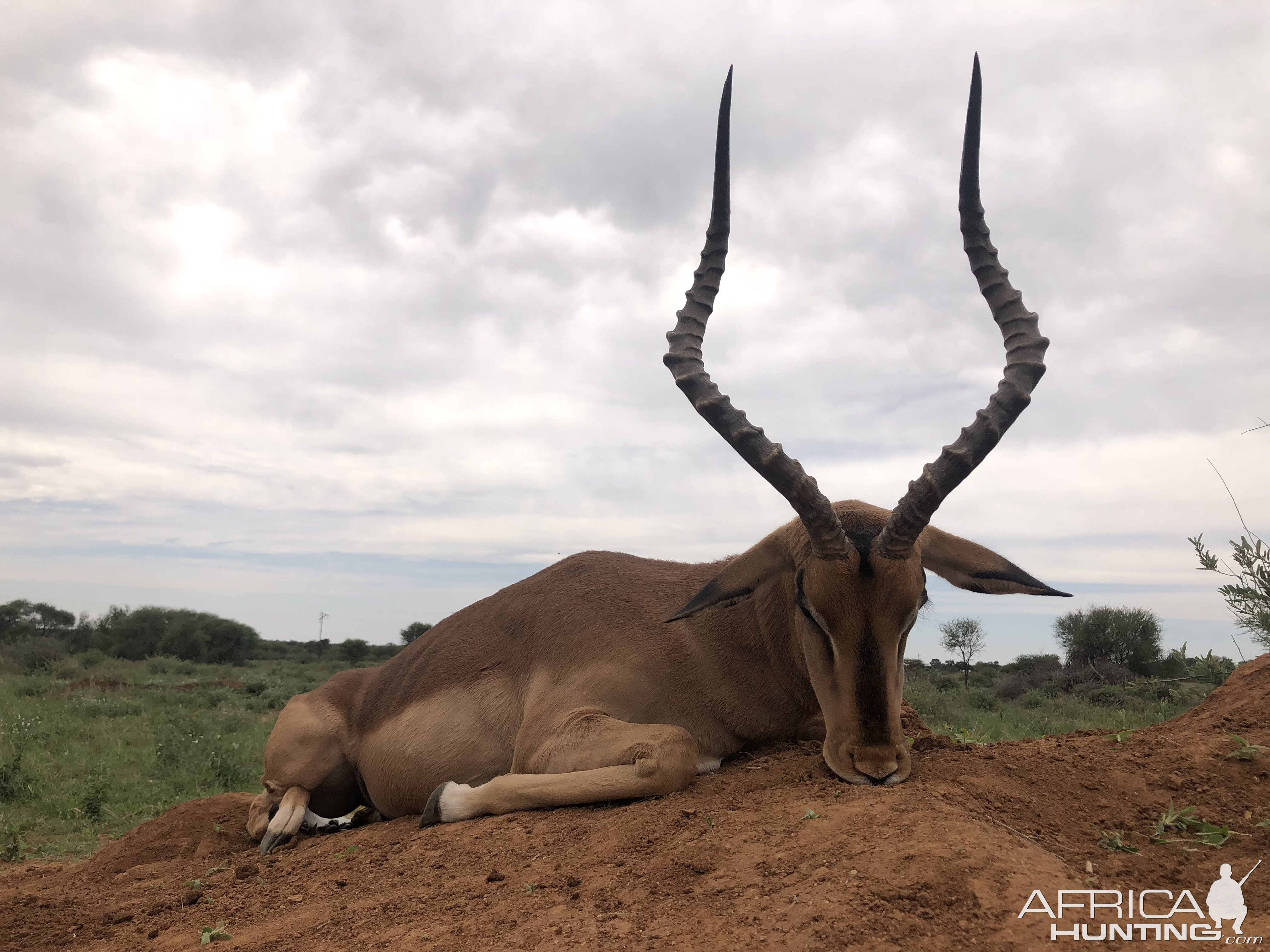 Hunt Impala in South Africa