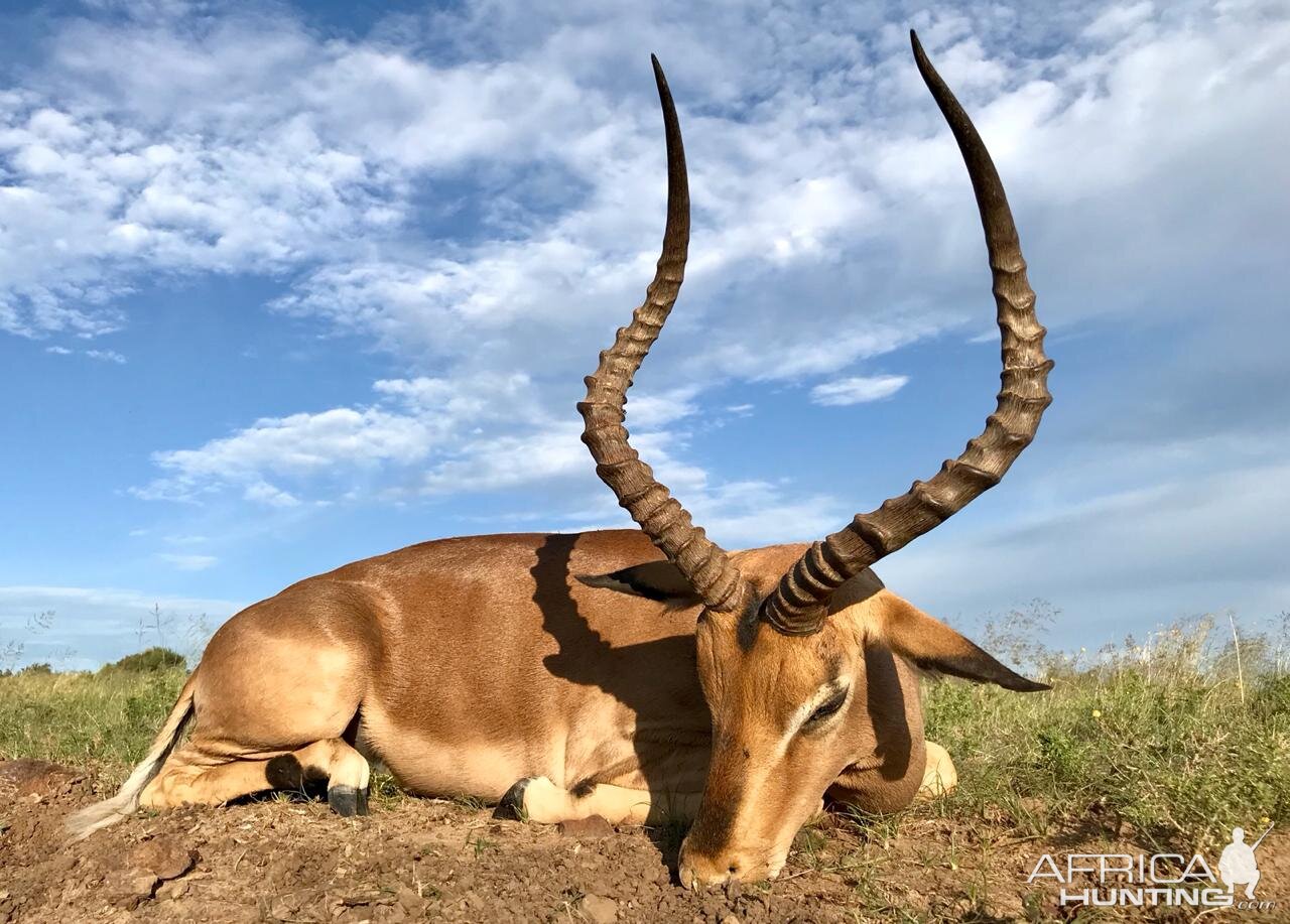 Hunt Impala in South Africa