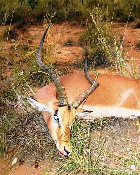 Hunt Impala in South Africa