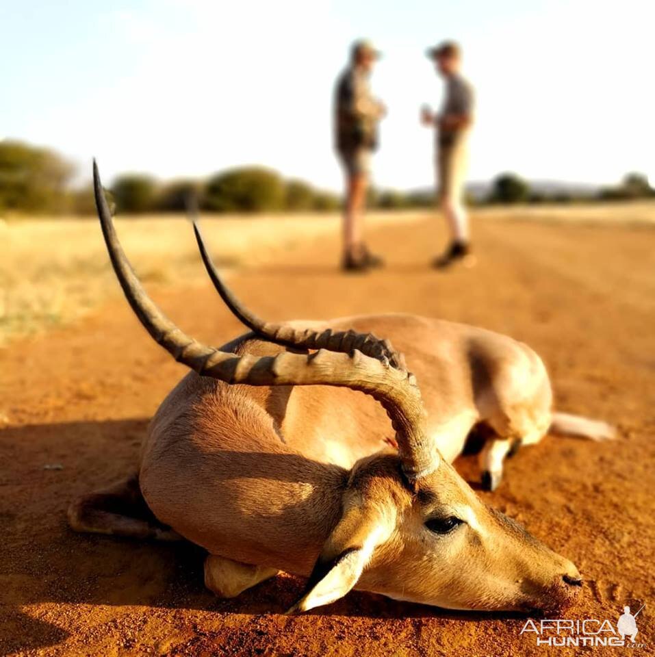 Hunt Impala in South Africa