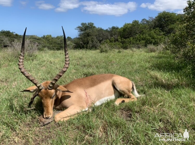 Hunt Impala in South Africa