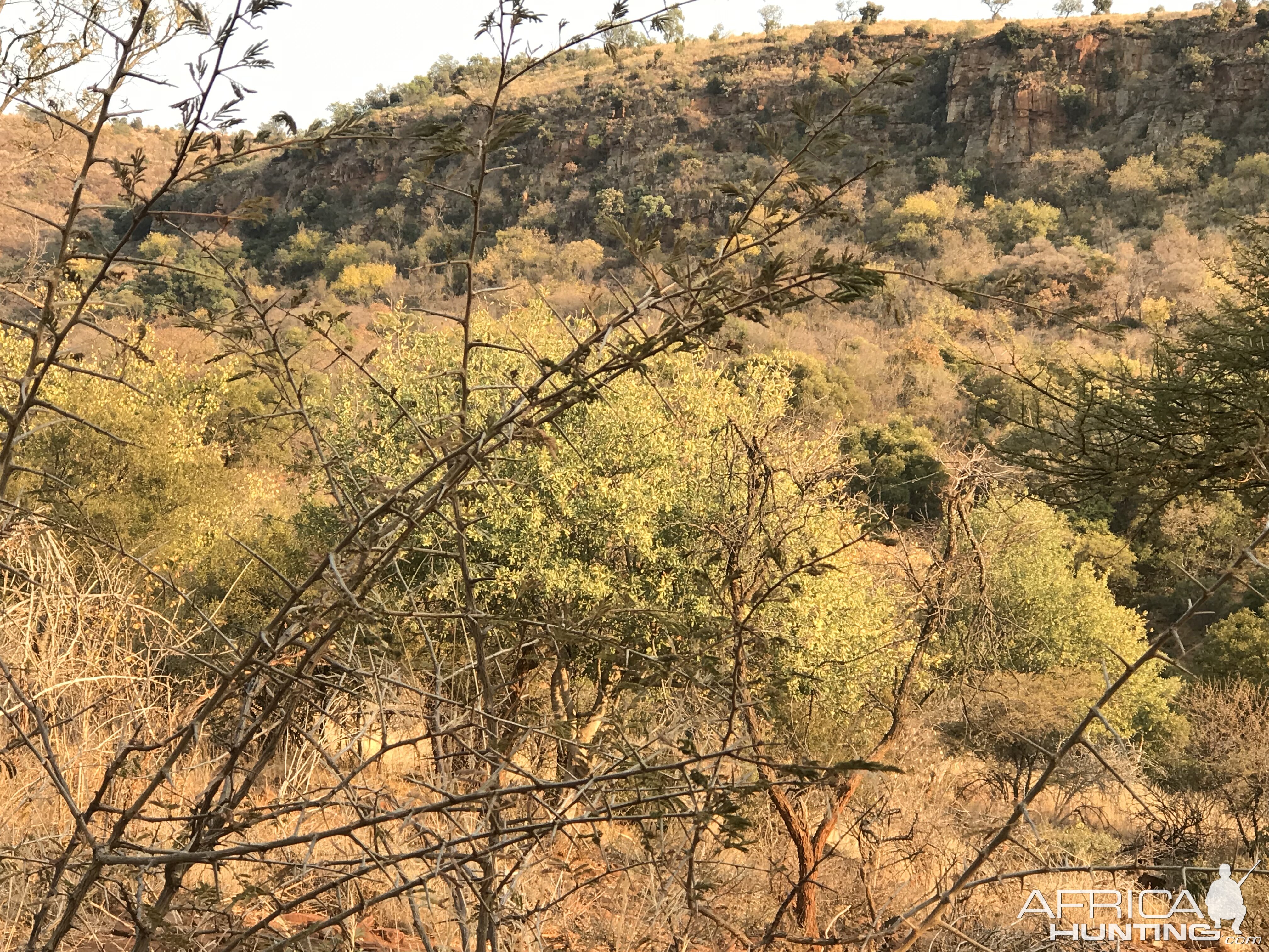 Hunt in South Africa