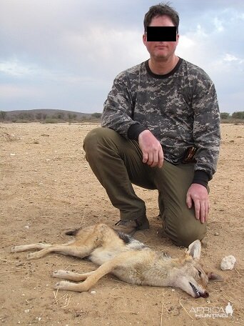 Hunt Jackal in Namibia