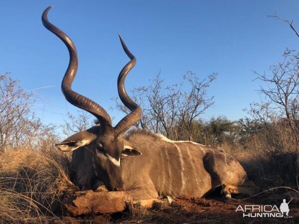 Hunt Kudu in South Africa