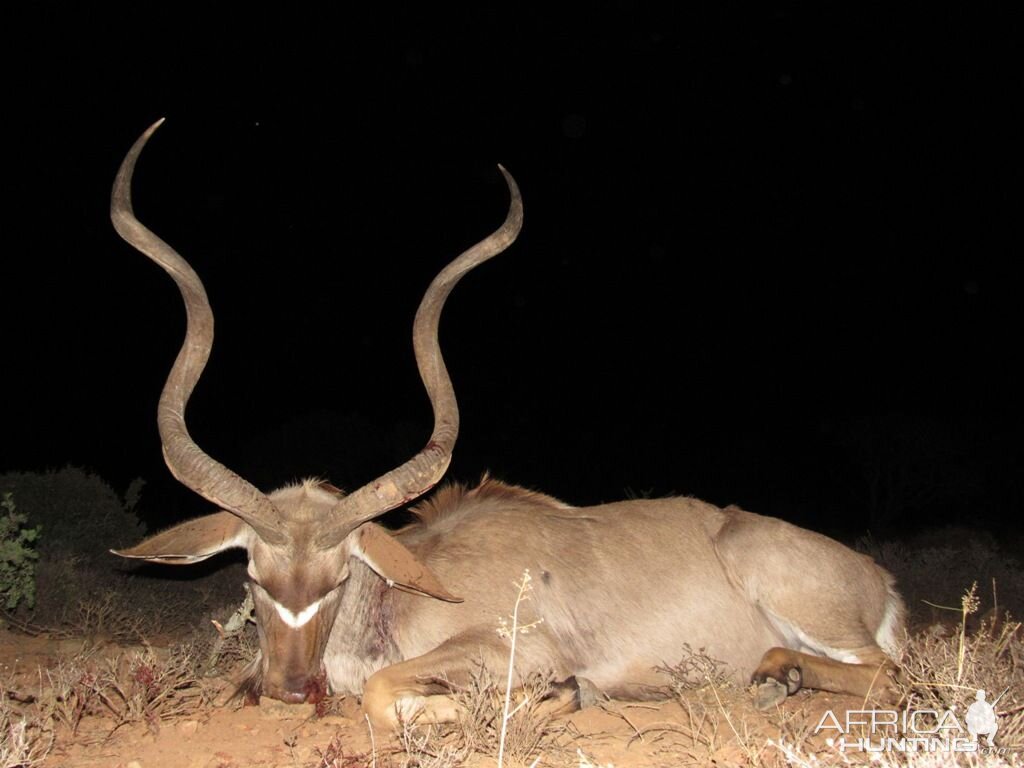 Hunt Kudu in South Africa