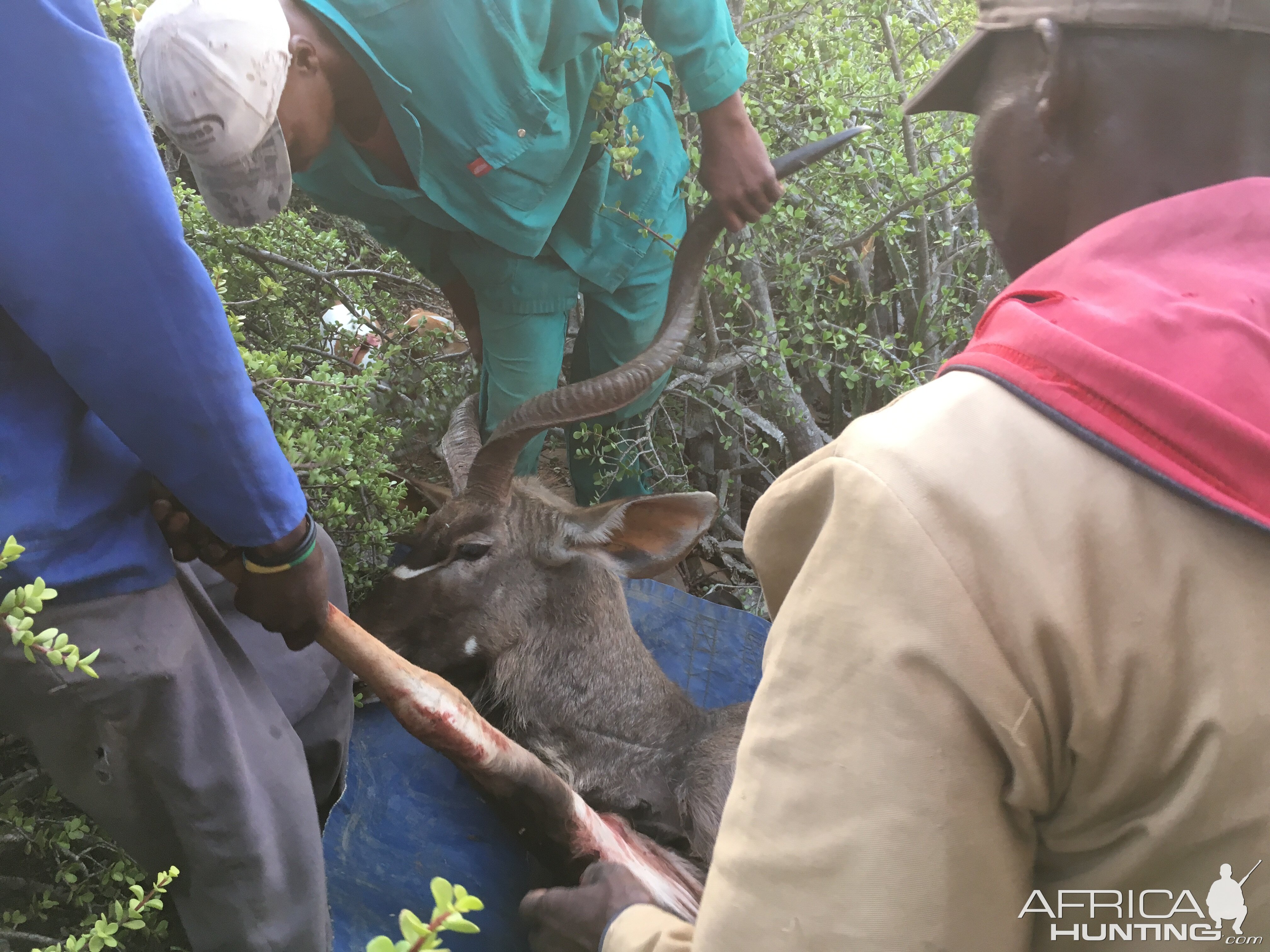 Hunt Kudu South Africa