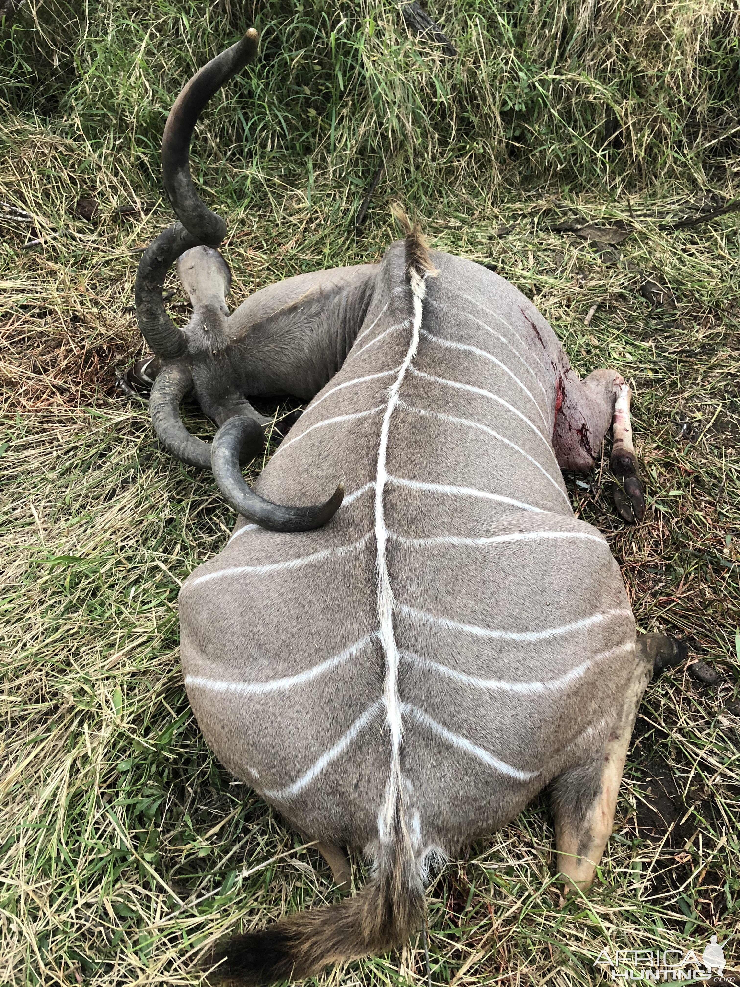 Hunt Kudu Zimbabwe