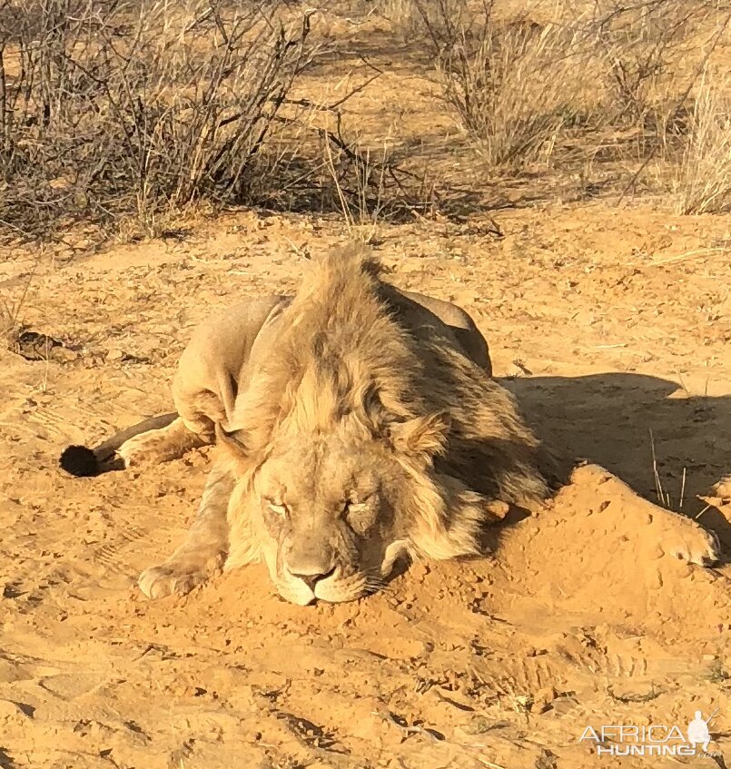 Hunt Lion in South Africa