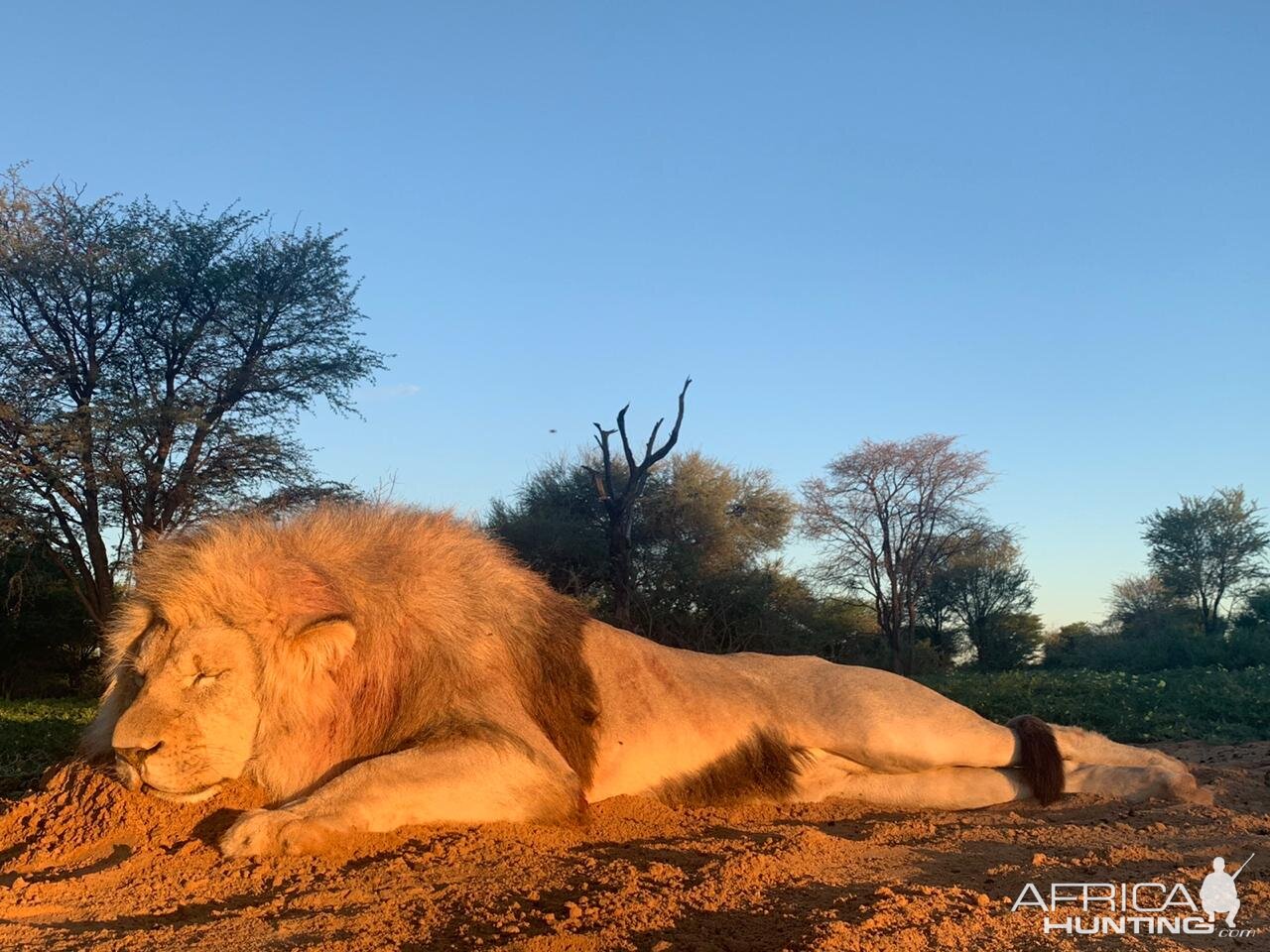 Hunt Lion in South Africa | AfricaHunting.com