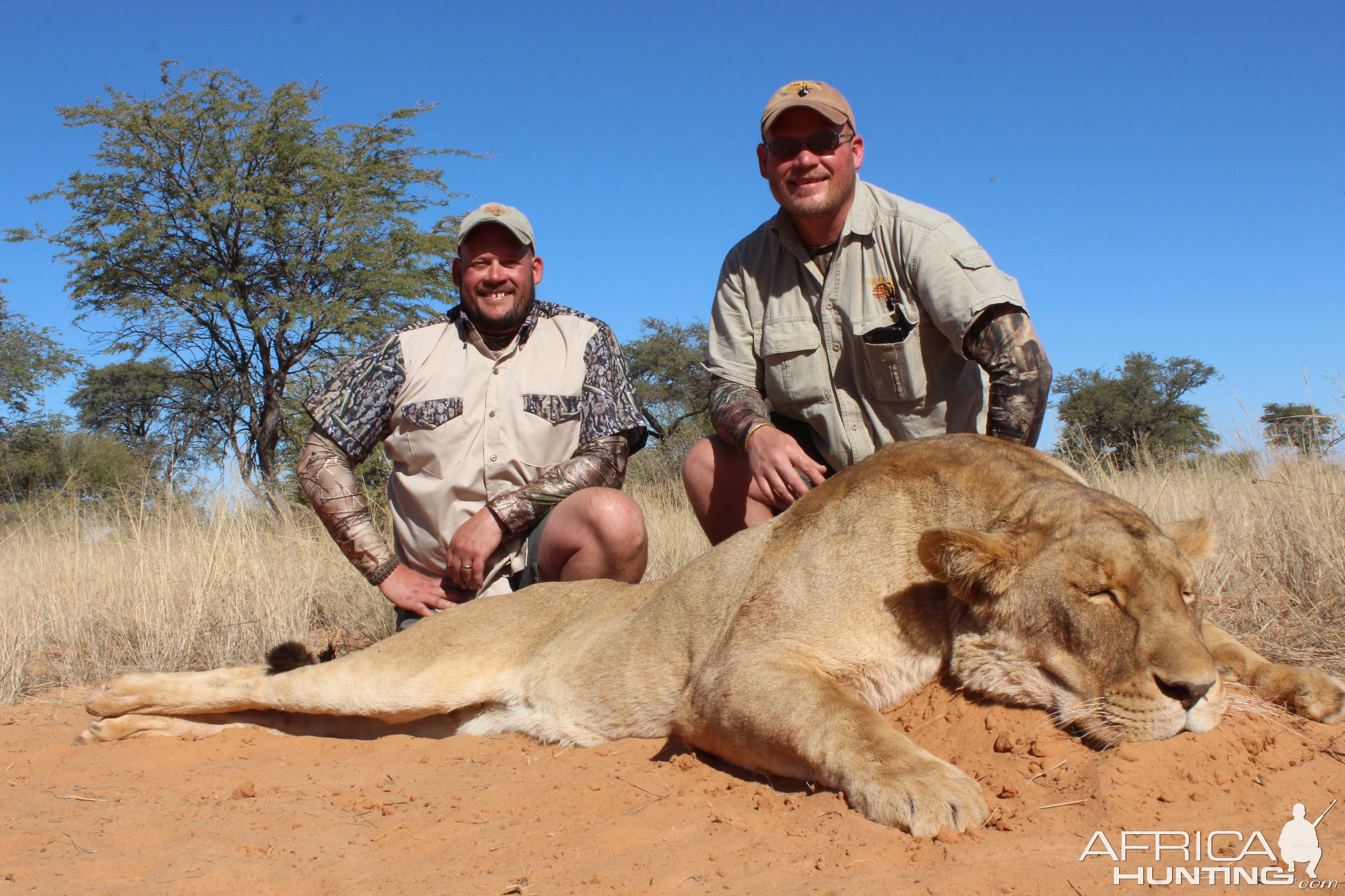 Hunt Lioness in South Africa