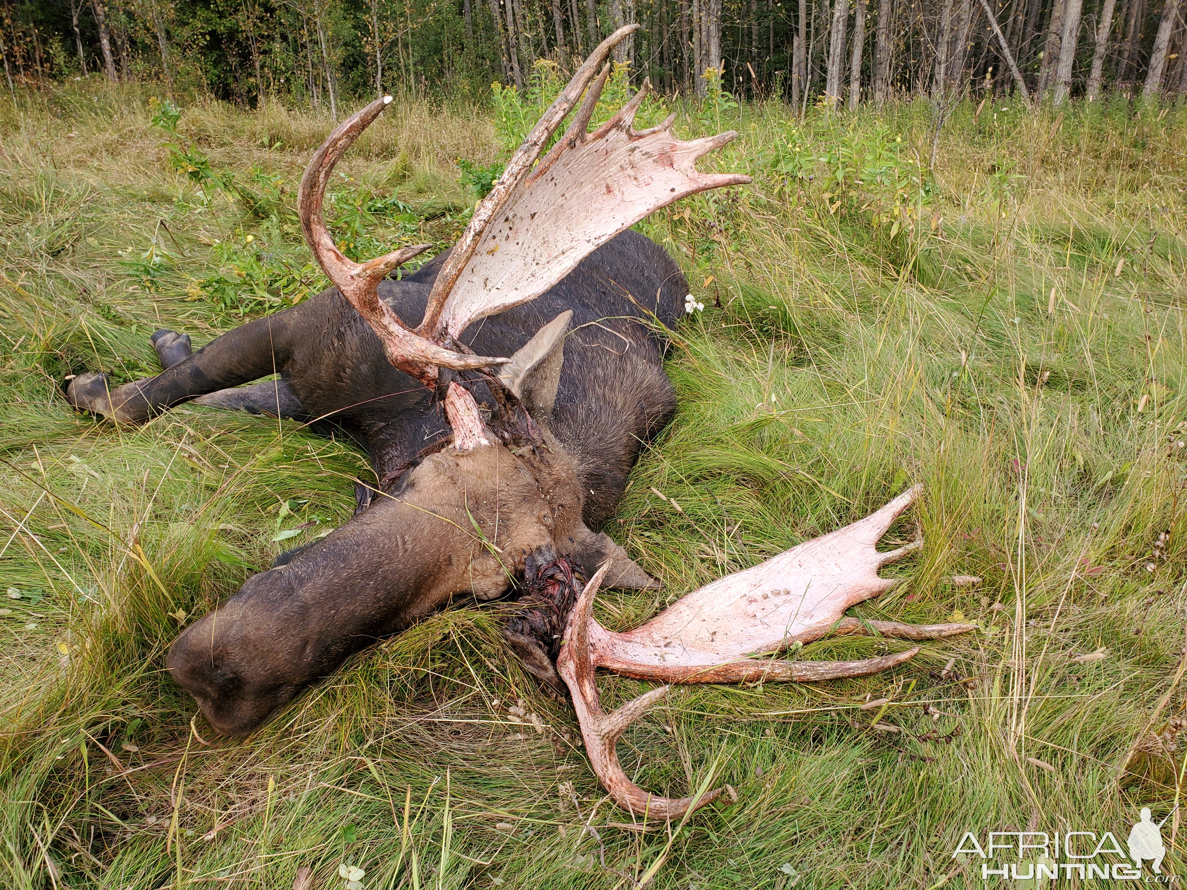 Hunt Moose in British Columbia Canada