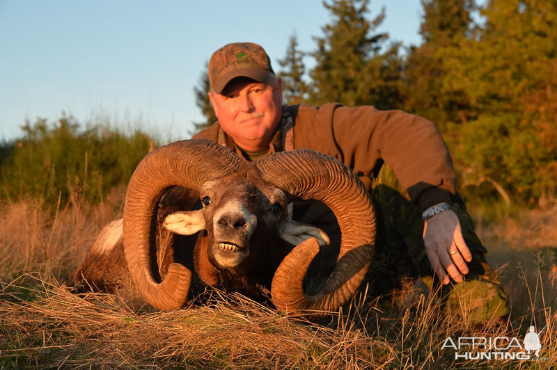 Hunt Mouflon France