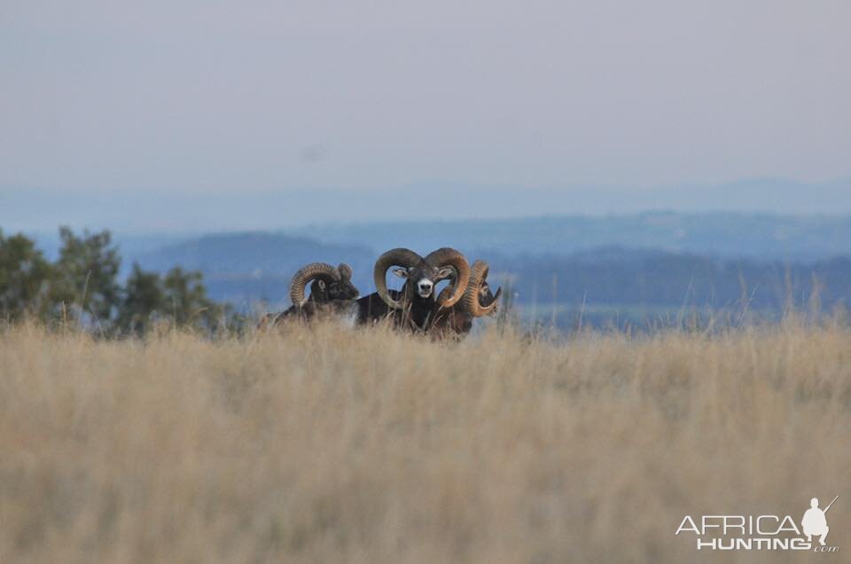 Hunt Mouflon