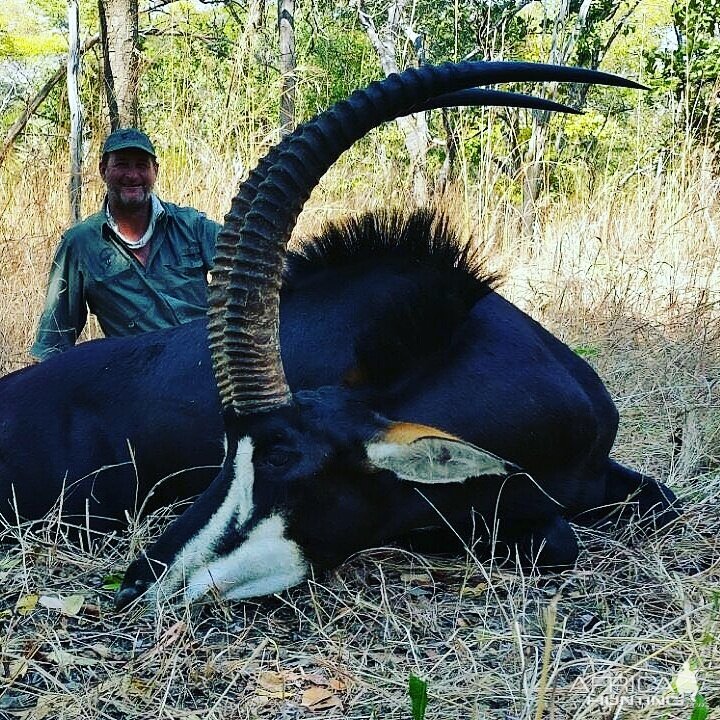 Hunt Mozambique Sable Antelope