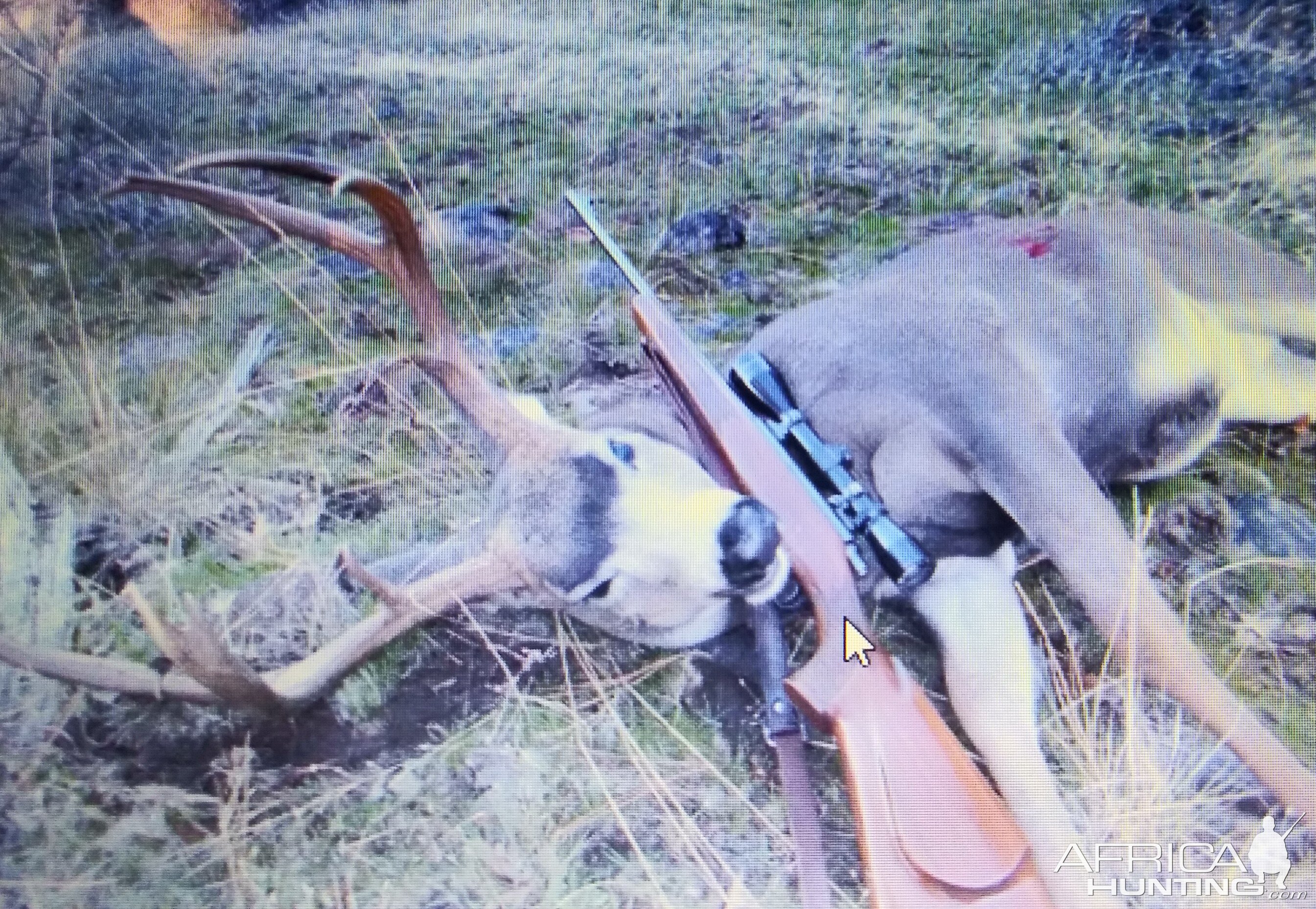 Hunt Mule Deer in USA