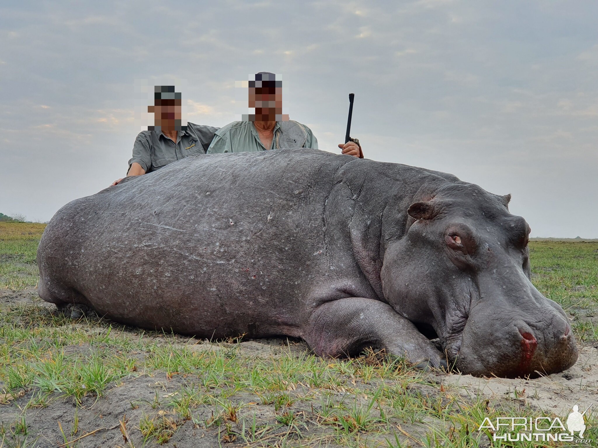 Hunt Non-exportable Hippo