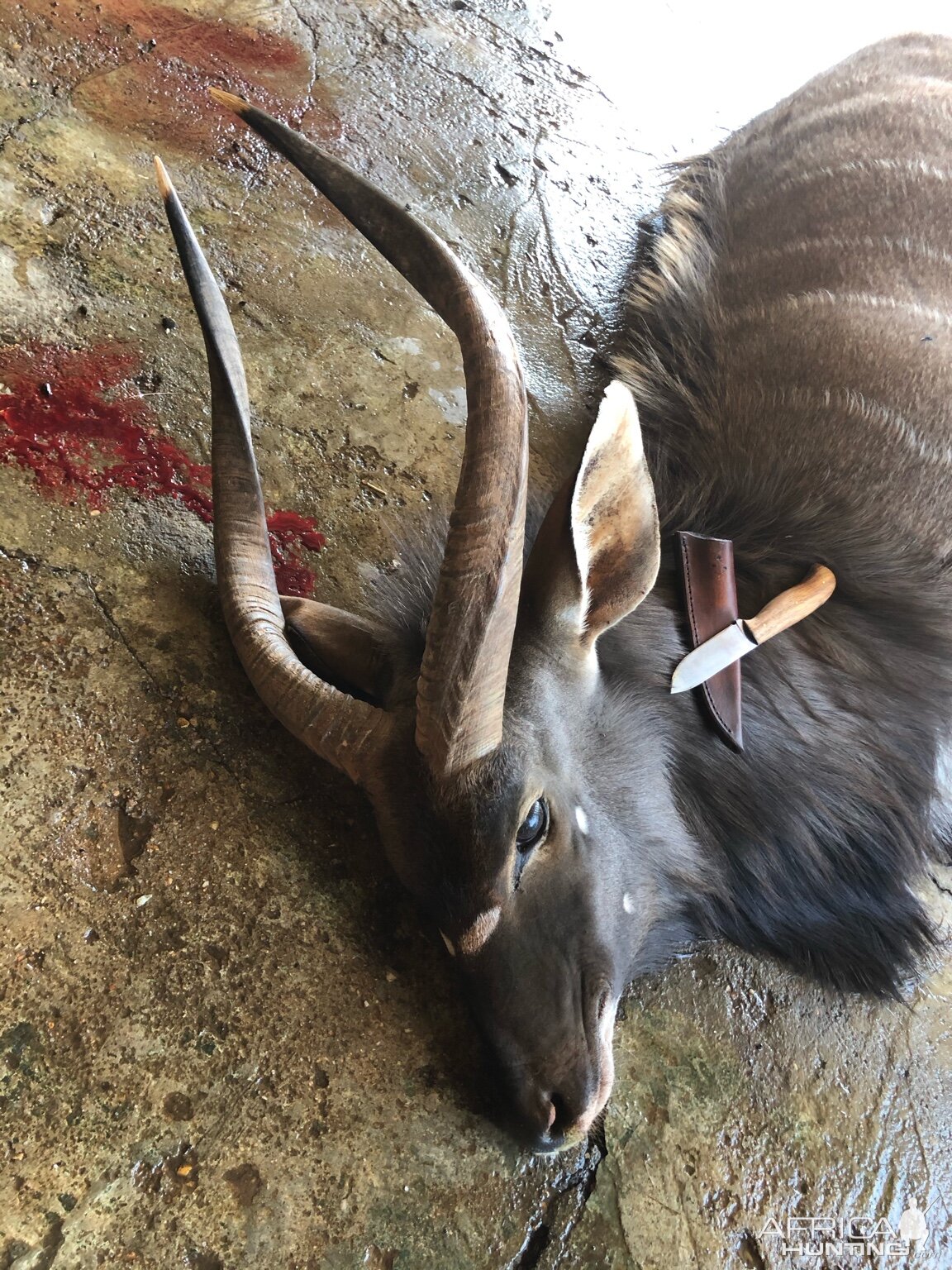 Hunt Nyala in South Africa