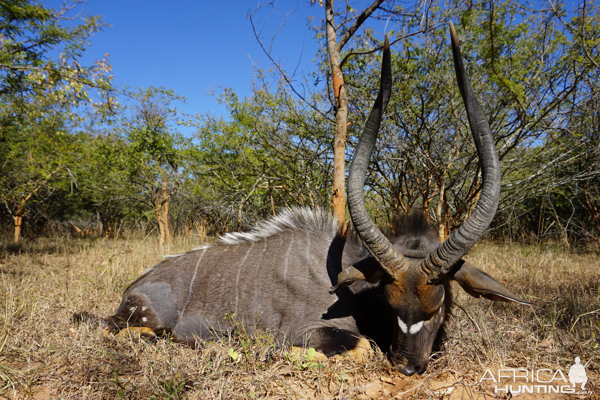 Hunt Nyala in Zambia