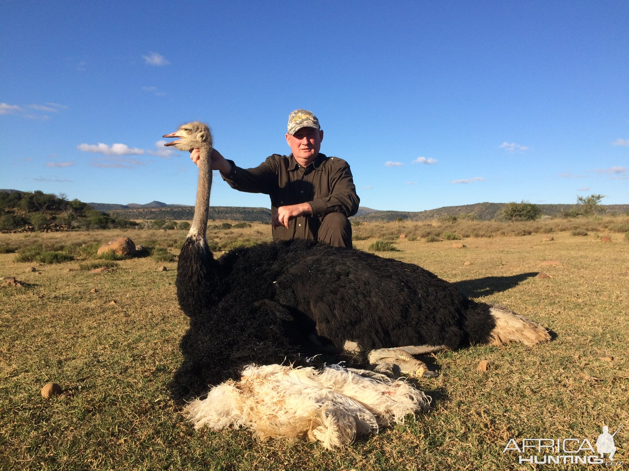 Hunt Ostrich in South Africa