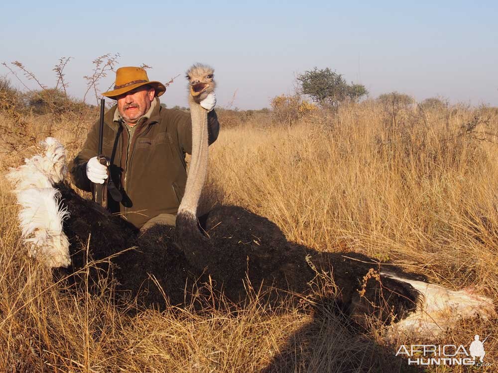 Hunt Ostrich South Africa