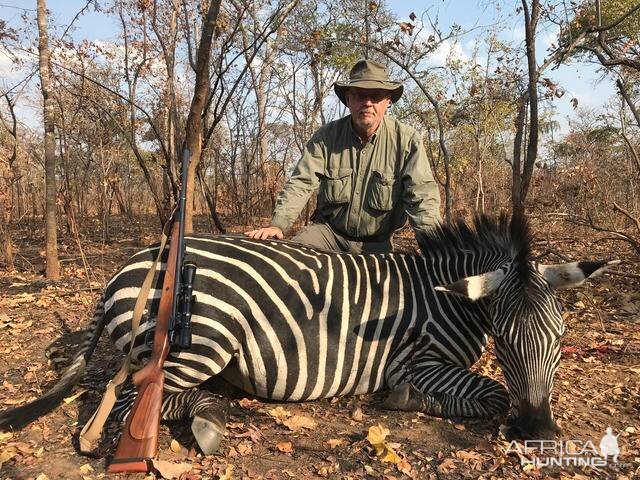 Hunt Plains Zebra in Tanzania