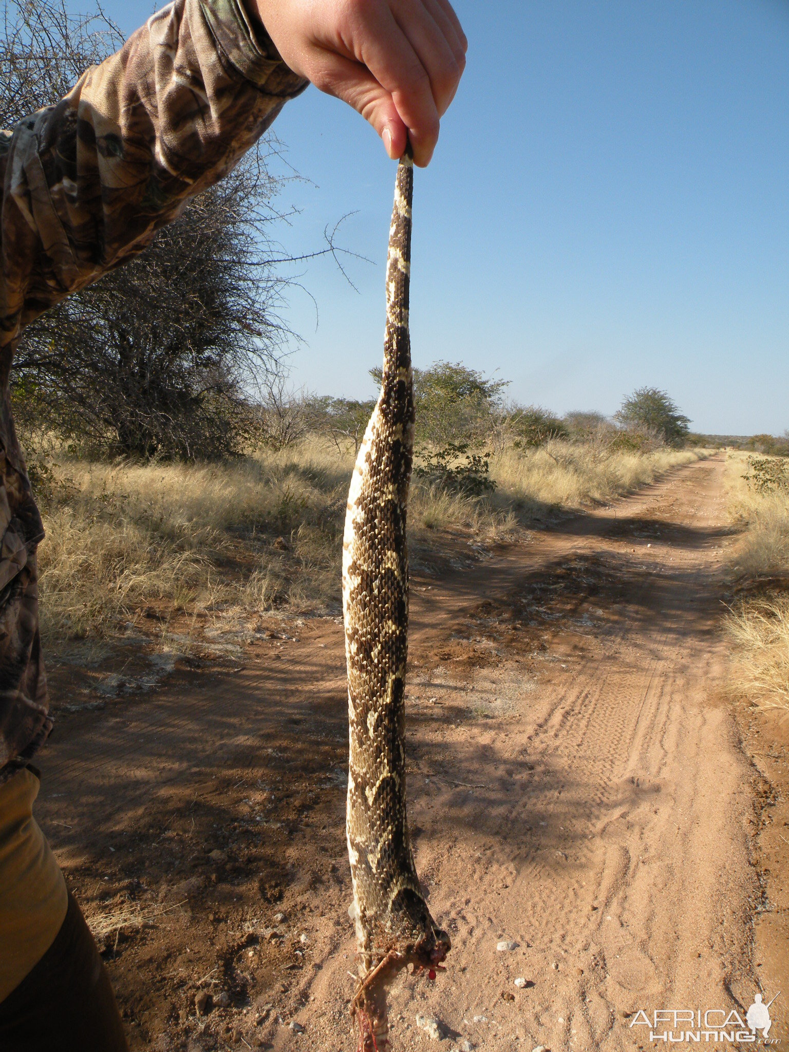 Hunt Puff Adder in South Africa