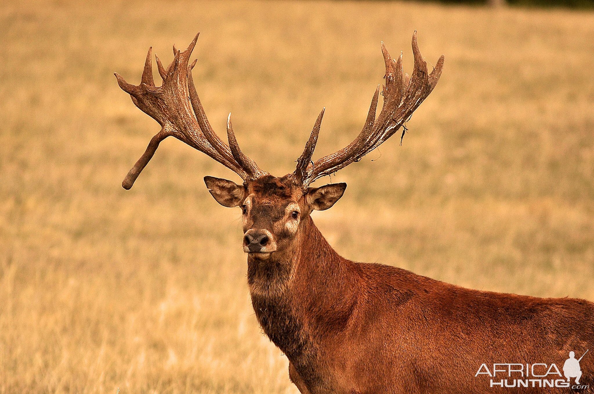 Hunt Red Deer in France