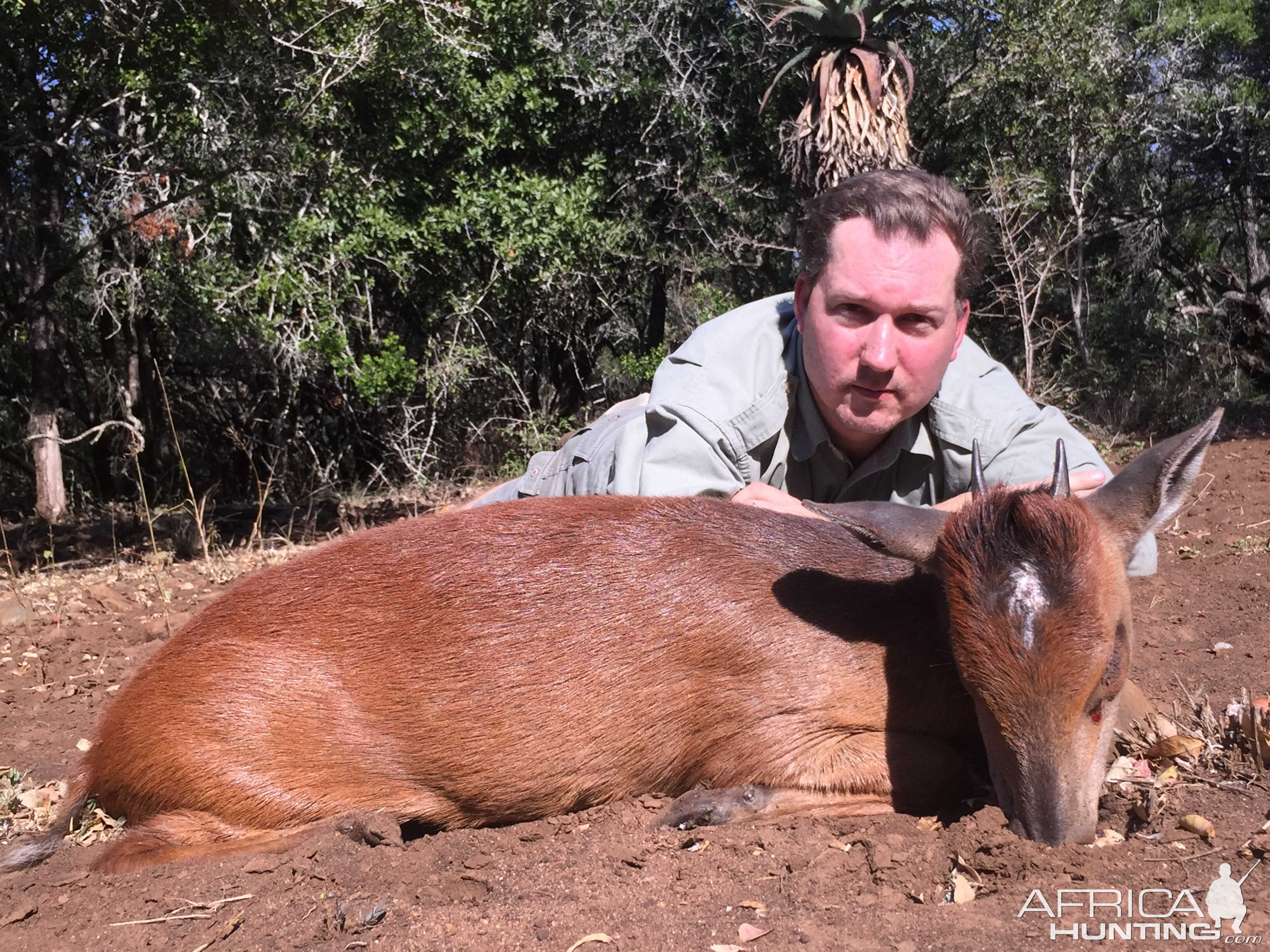 Hunt Red Duiker South Africa