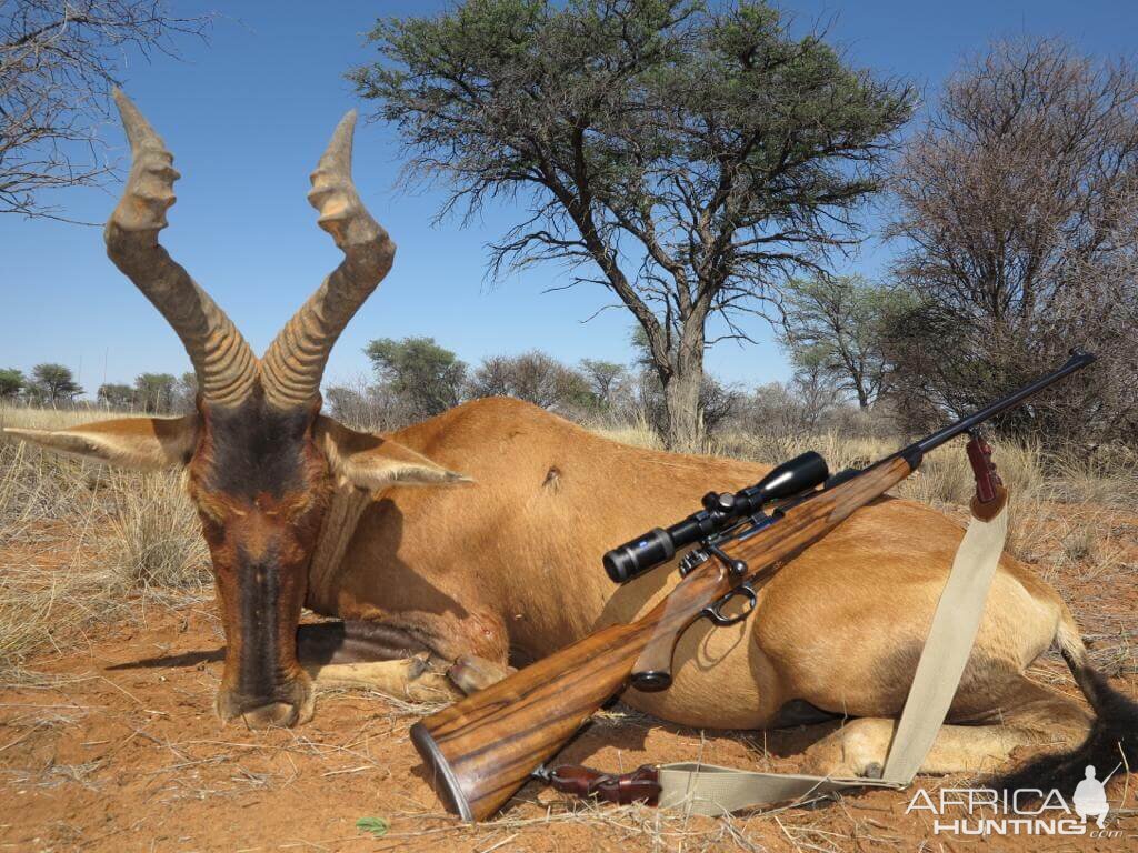 Hunt Red Hartebeest in Namibia