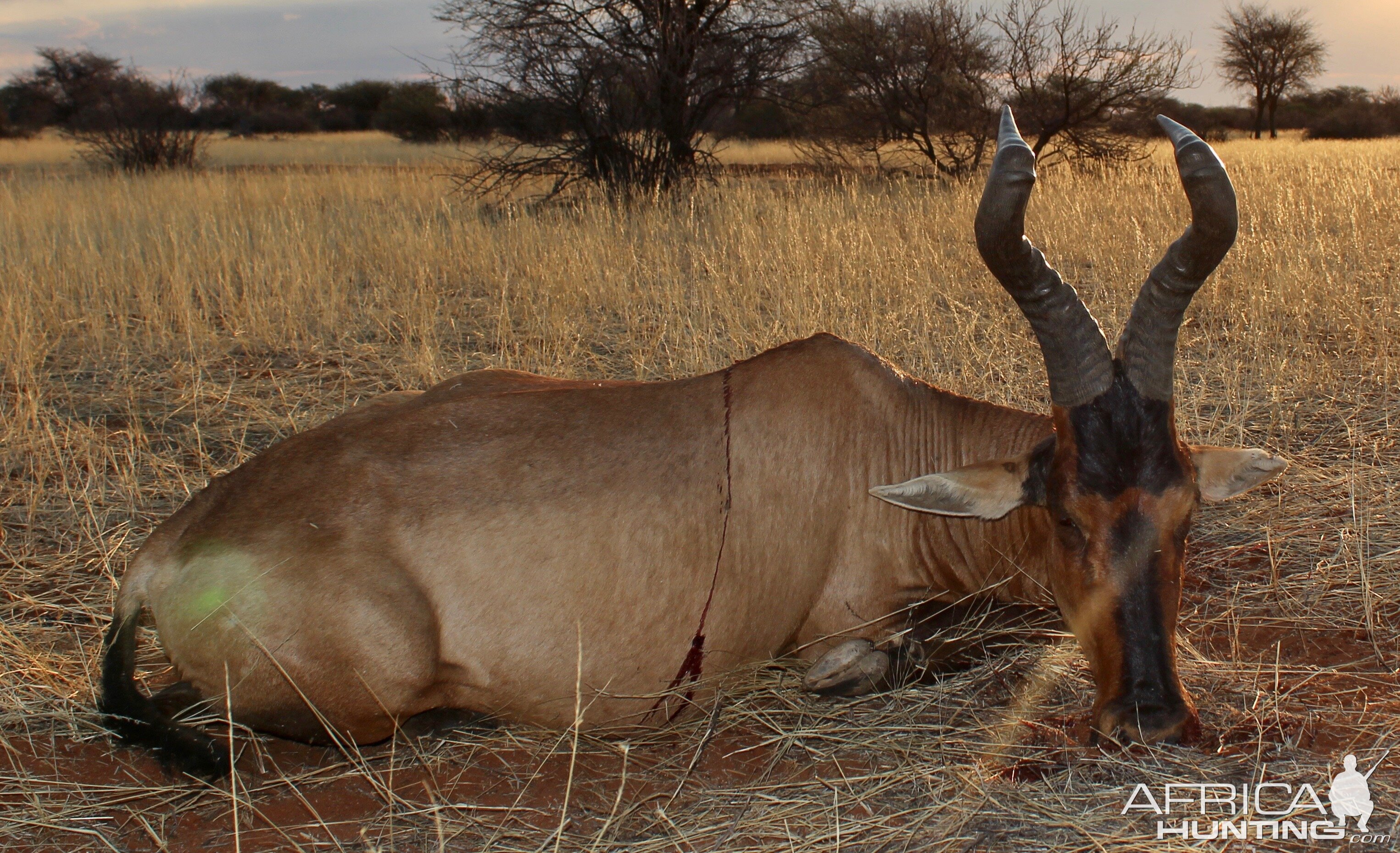 Hunt Red Hartebeest in Namibia