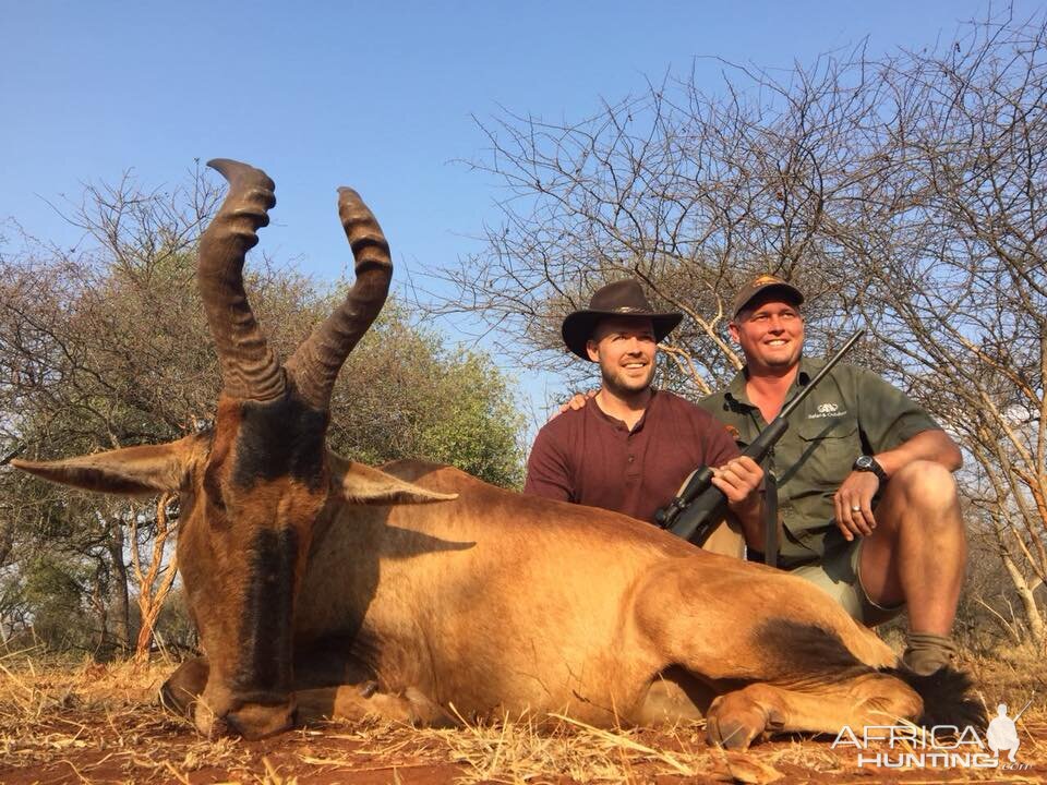 Hunt Red Hartebeest South Africa