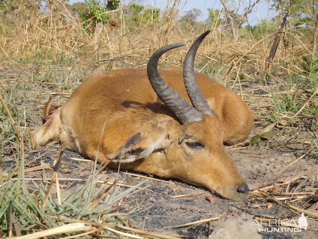 Hunt Reedbuck