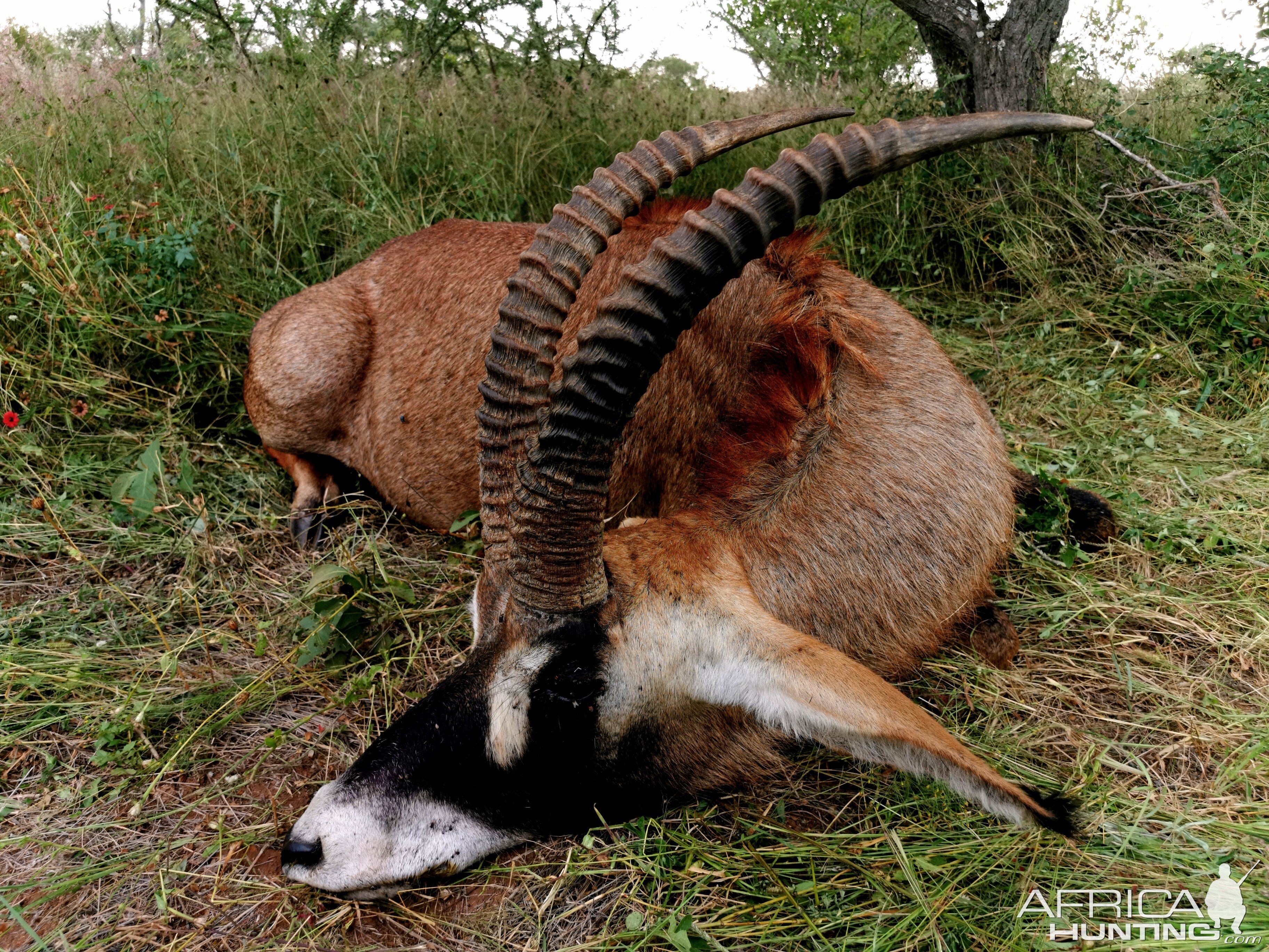 Hunt Roan in South Africa