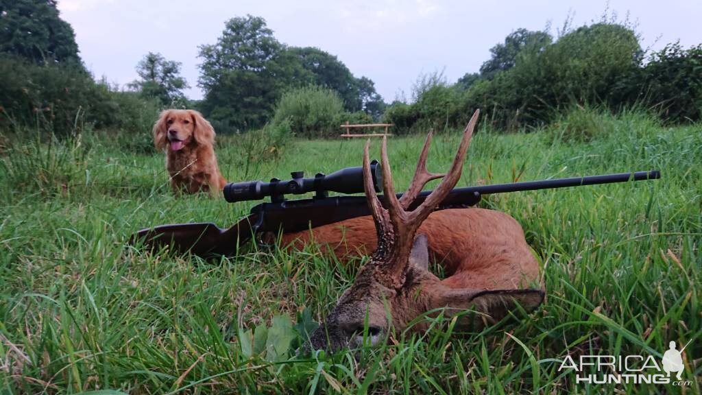 Hunt Roe Deer in England UK