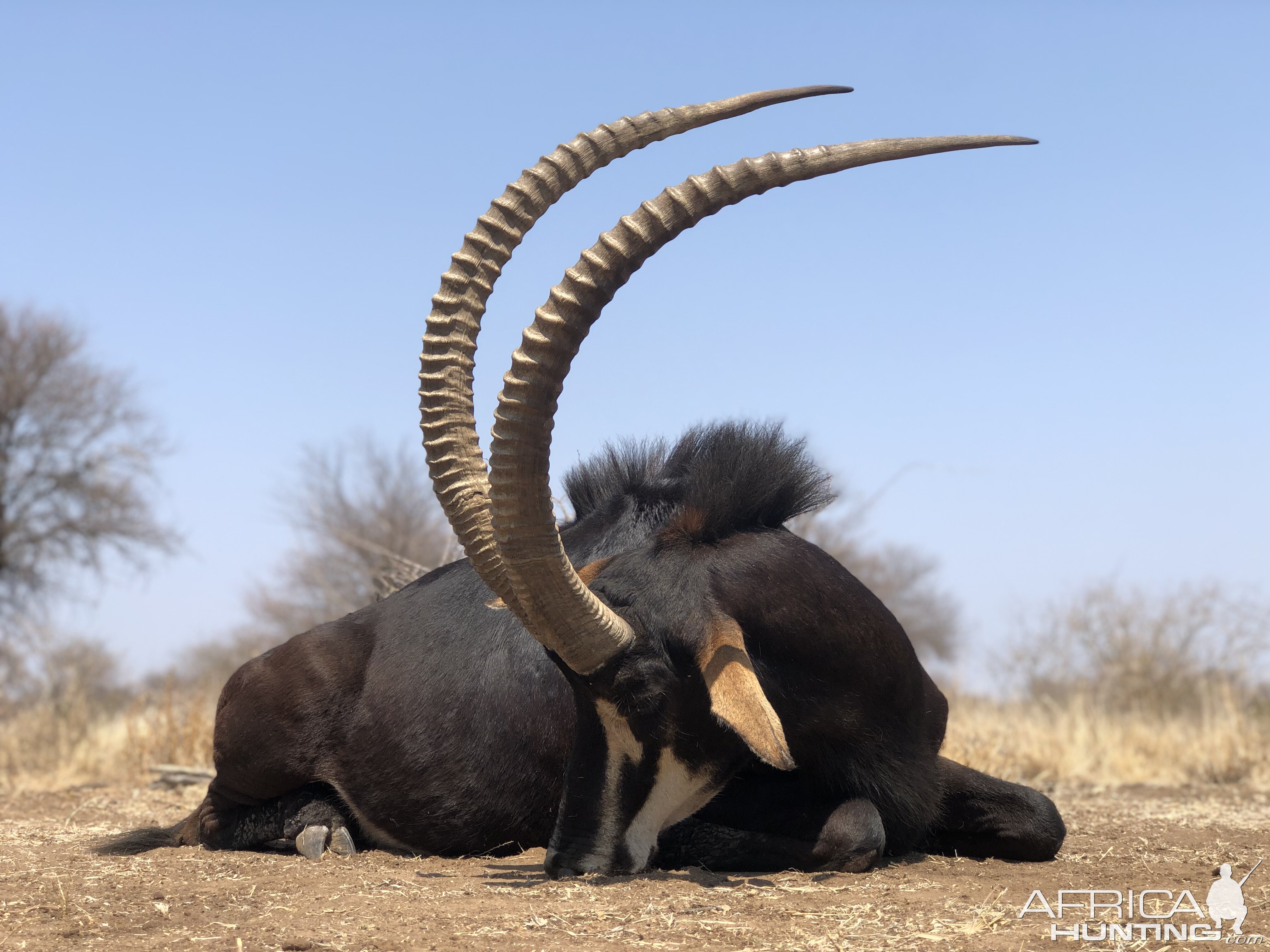 Hunt Sable Antelope in South Africa