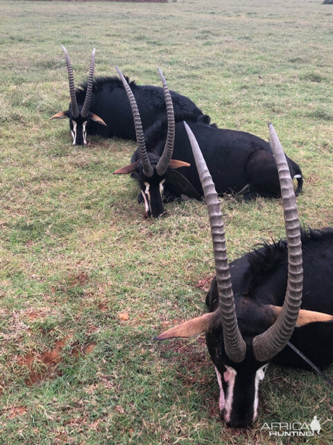 Hunt Sable Antelope in South Africa